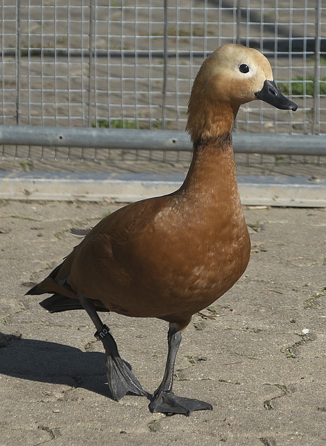 生了关键性